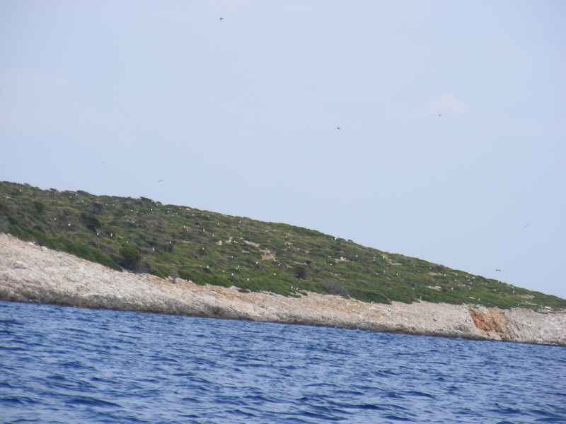 Žut, Telašćica, Biograd, Primošten — Ibex