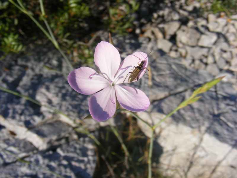 Žut, Telašćica, Biograd, Primošten — Ibex