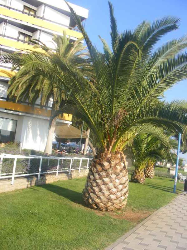 Žut, Telašćica, Biograd, Primošten — Ibex