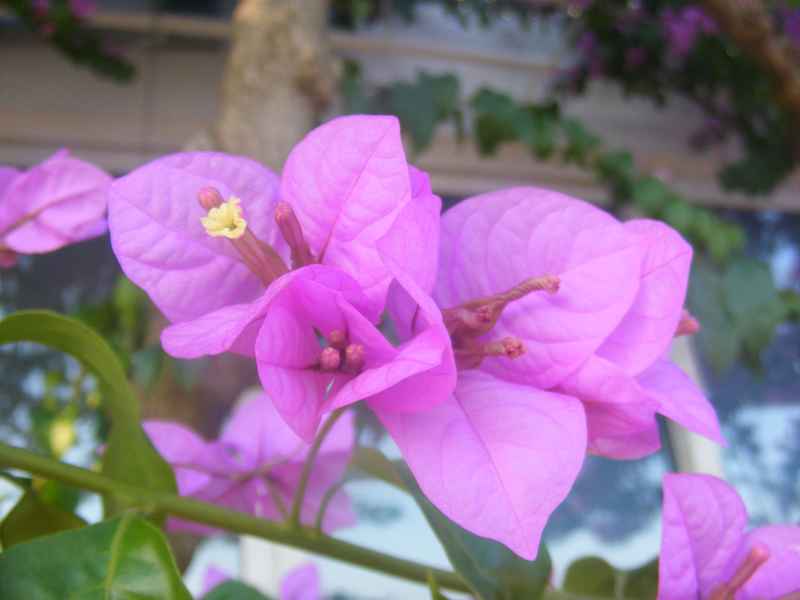 Žut, Telašćica, Biograd, Primošten — Ibex