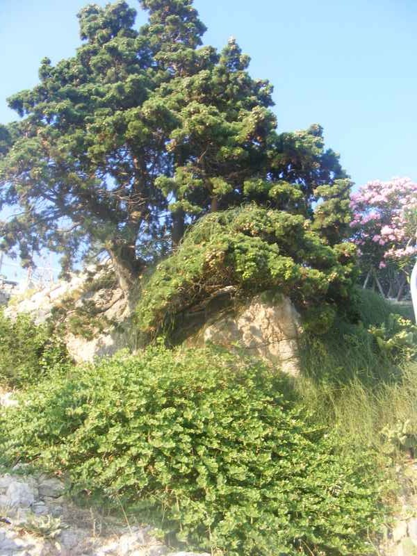 Žut, Telašćica, Biograd, Primošten — Ibex