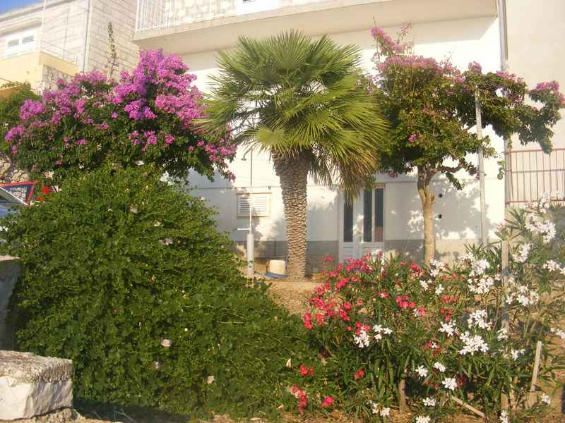 Žut, Telašćica, Biograd, Primošten — Ibex