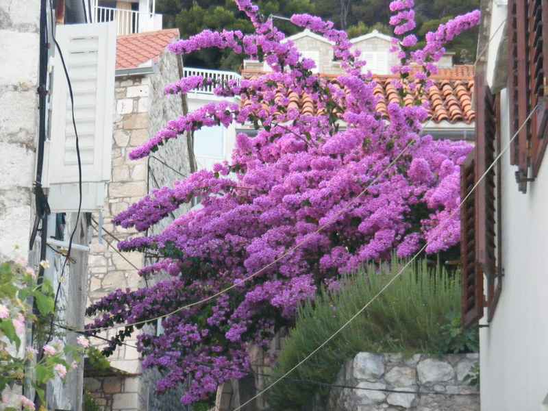 Komiža, Kék barlang, Vis, Hvar, Trogir — Ibex