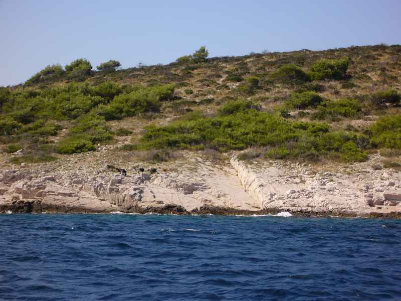 Melamphyrum nyomdokain — Ibex