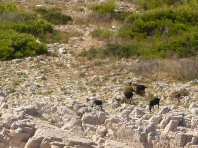 Melamphyrum nyomdokain — Ibex