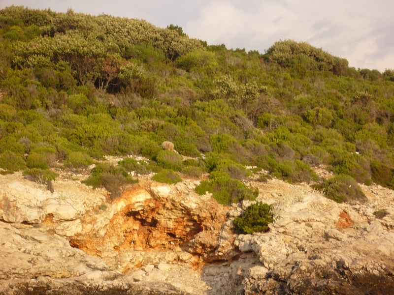 Melamphyrum nyomdokain — Ibex
