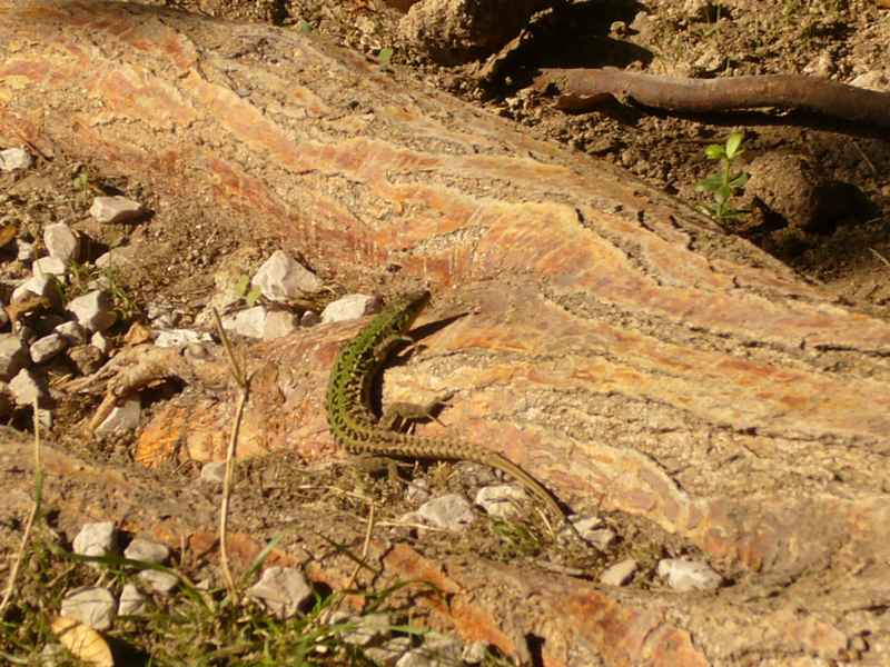 Vodice ACI, Skradin vízesések, Tribunj — Ibex