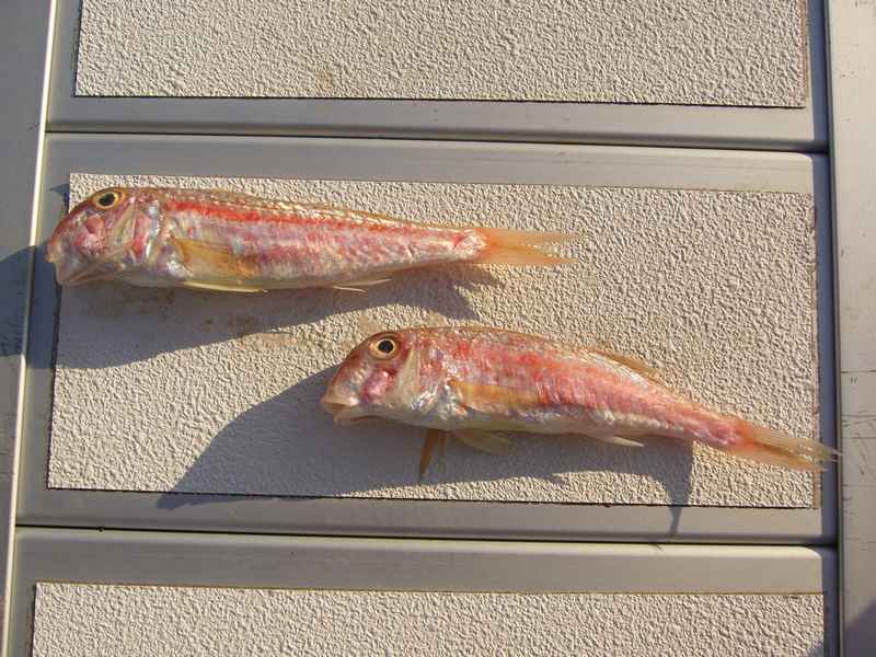 Vodice ACI, Skradin vízesések, Tribunj — Ibex