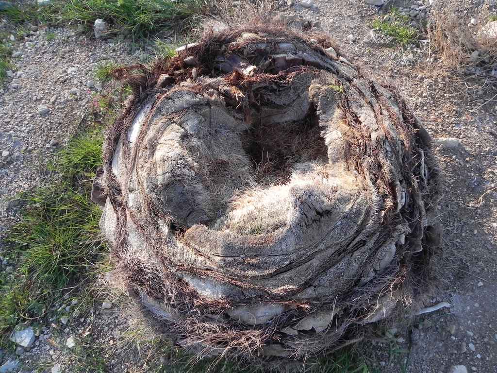 Ibex költöztetése Veli Rat-ra — Ibex