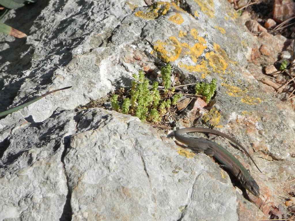 Ibex költöztetése Veli Rat-ra — Ibex