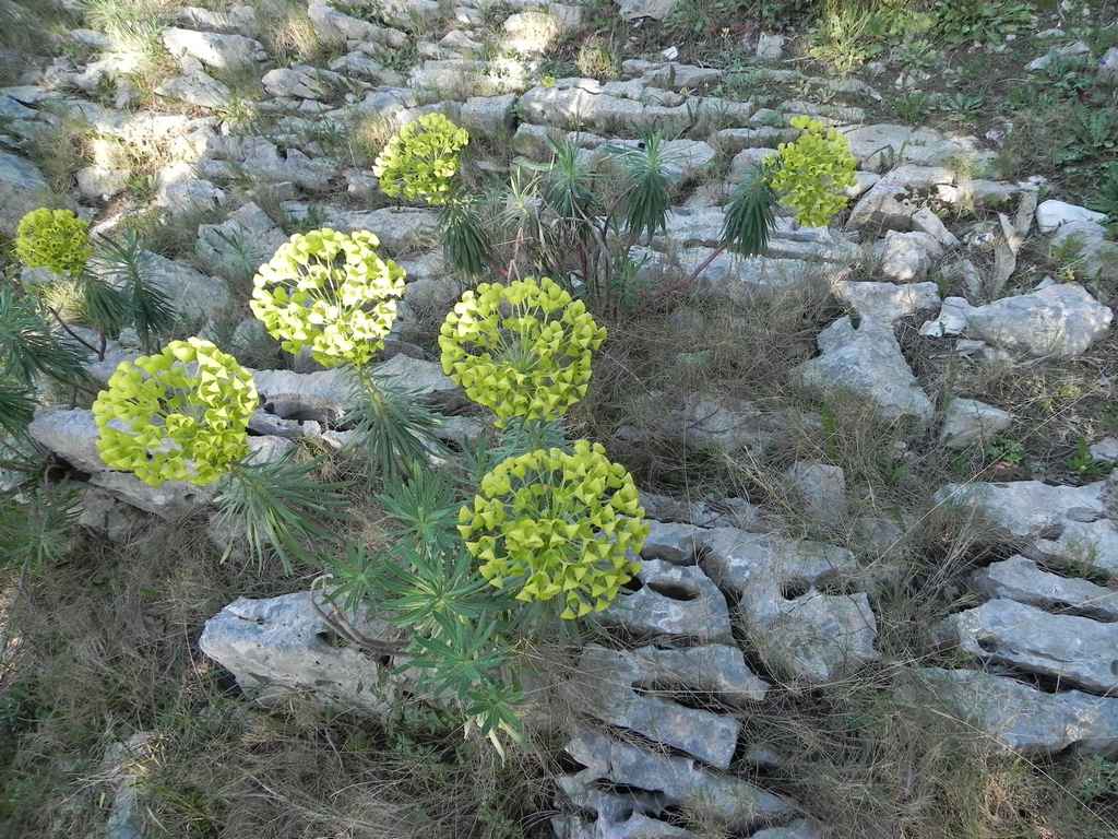 Ibex költöztetése Veli Rat-ra — Ibex