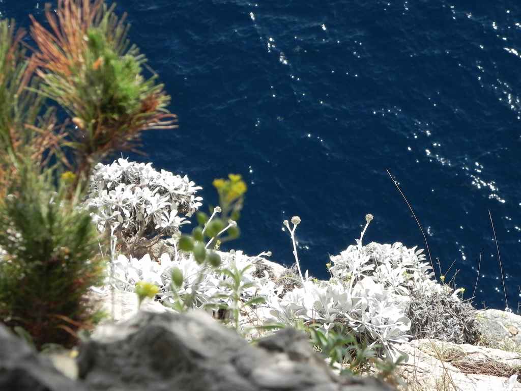 Ibex költöztetése Veli Rat-ra — Ibex