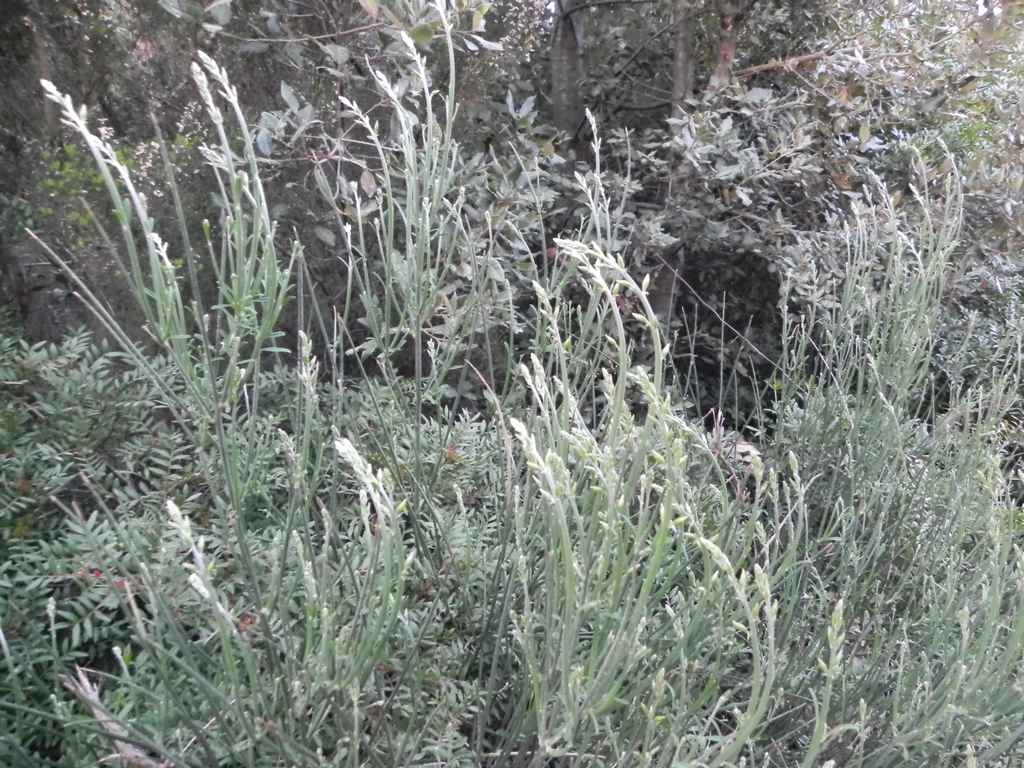 Ibex költöztetése Veli Rat-ra — Ibex