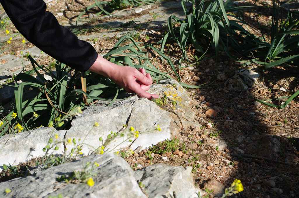 Ibex költöztetése Veli Rat-ra — Ibex