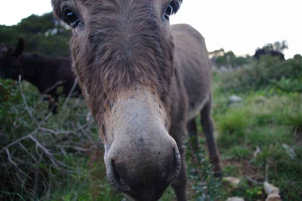Ibex költöztetése Veli Rat-ra — Ibex