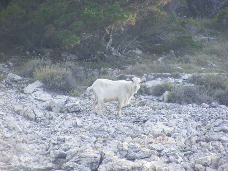 Ist, Premuda, Rab, Krk, Pag, Silba — Ibex