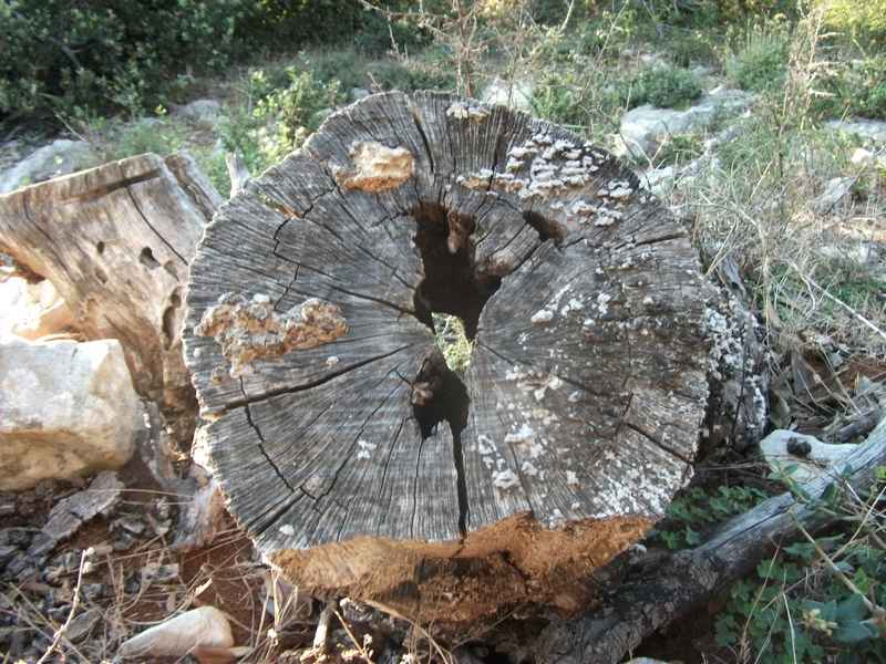 Ist, Premuda, Rab, Krk, Pag, Silba — Ibex