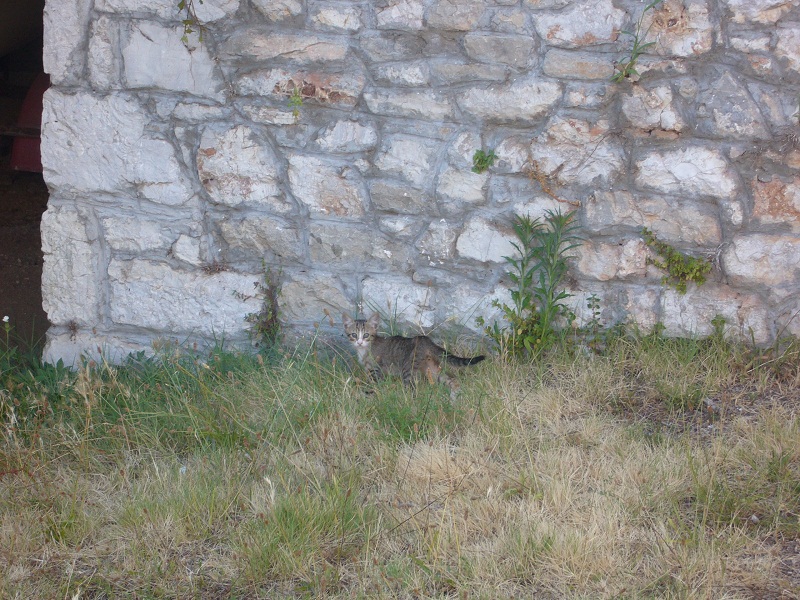 Irány Szlovénia! — Ibex