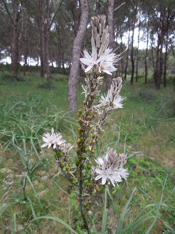 Telascica virágai