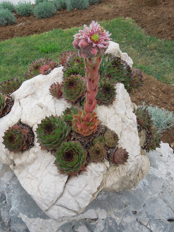 Tavasszal az Adrián — Ibex
